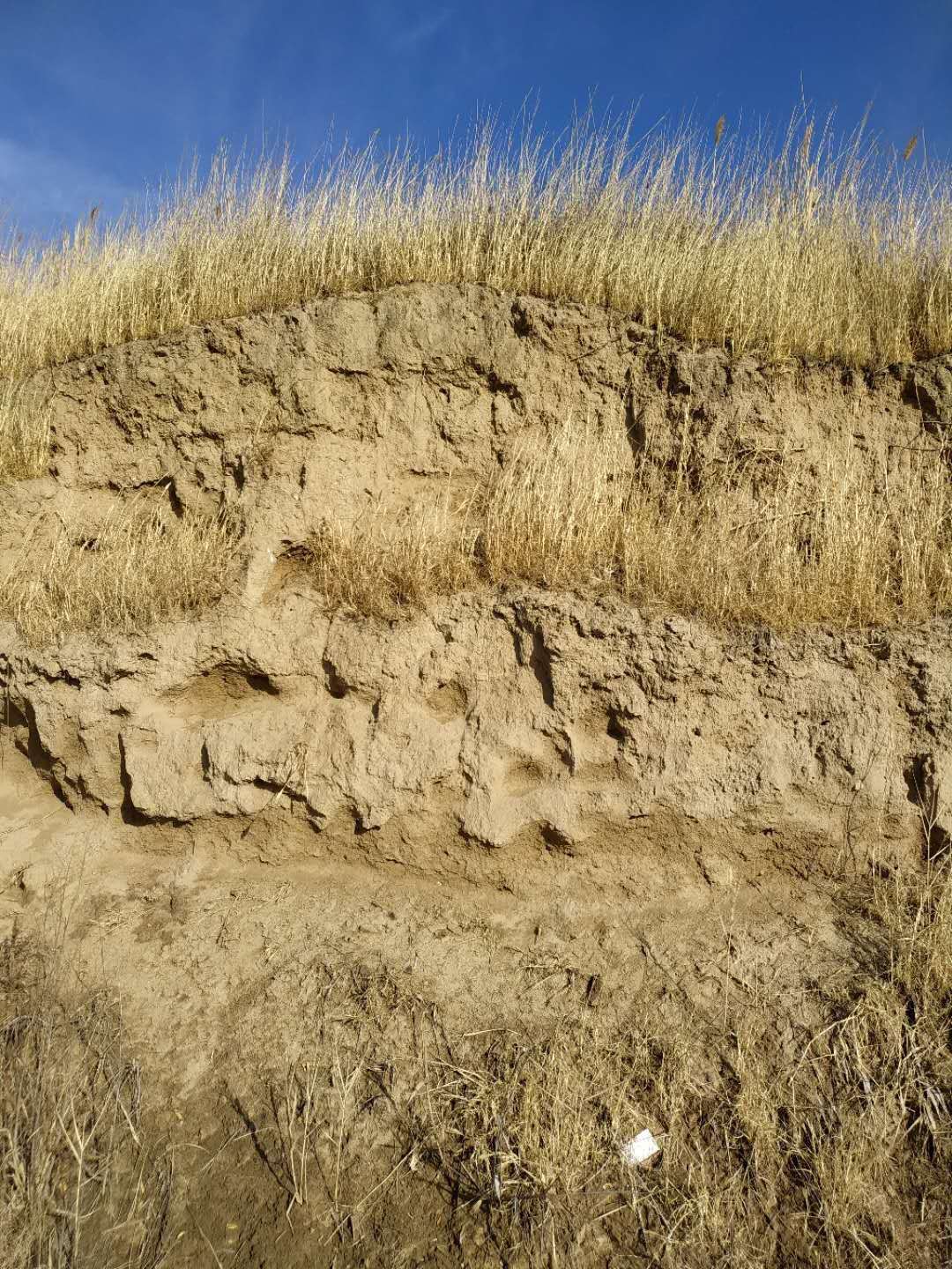 也许就是你把文化远播日本，初探黄骅古城--郛堤城