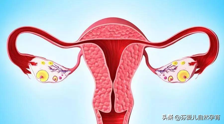 多囊会卵巢早衰吗,卵巢早衰吃什么好