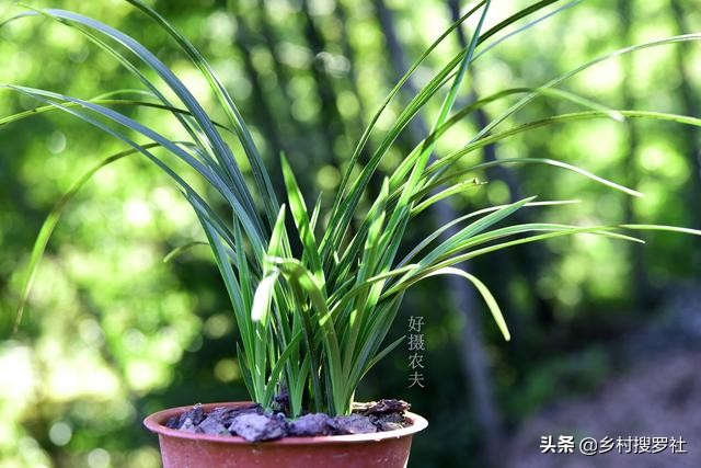 兰花可用花生壳核桃壳做植料吗,山核桃薄壳养兰花