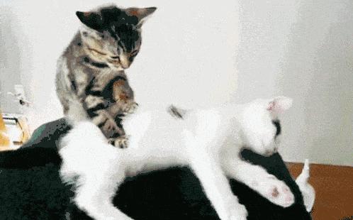 「志怪大百科」——盘点建国之前的猫妖，让画渣喵也想有只猫