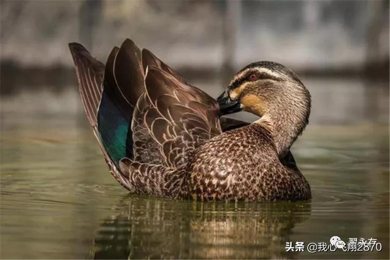 七里河的野鸭子,野鸭子