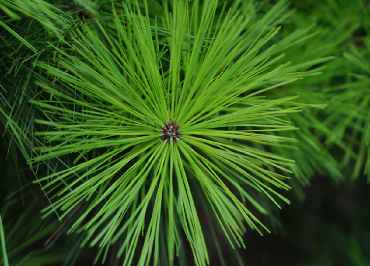 松针熏腊肉和柏树枝哪个好,松针树可以熏腊肉吗