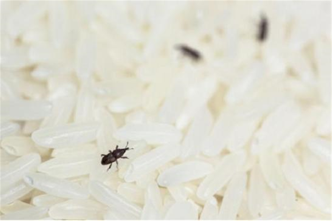 为什么密封好的大米也会生虫,大米生虫还有黑色粉末是虫卵吗