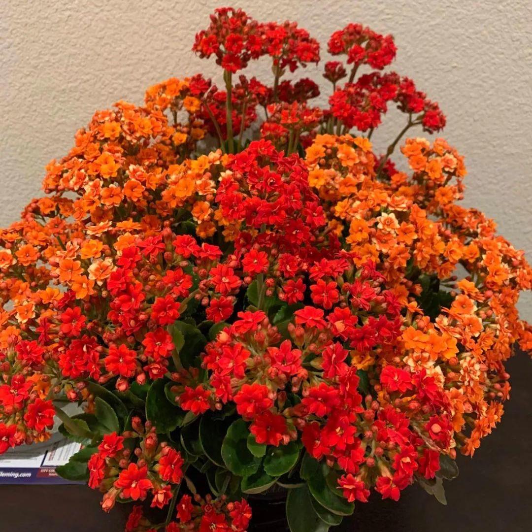 塑料养花小桶,塑料桶养花种菜