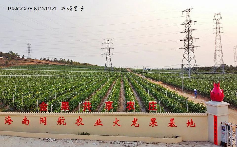 做把“村姑”，走进海南灯火灿烂的火龙果园