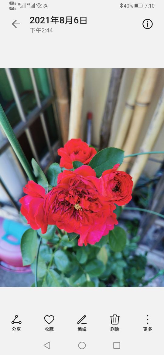 优秀月季品种推荐,正宗佛罗伦蒂娜月季