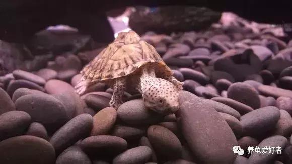 蛋龟类龟的不同阶段,蛋龟还有什么龟