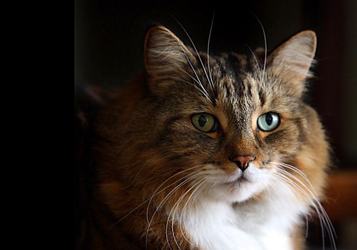 猫咪真的是养不熟的白眼狼么,猫咪老年痴呆