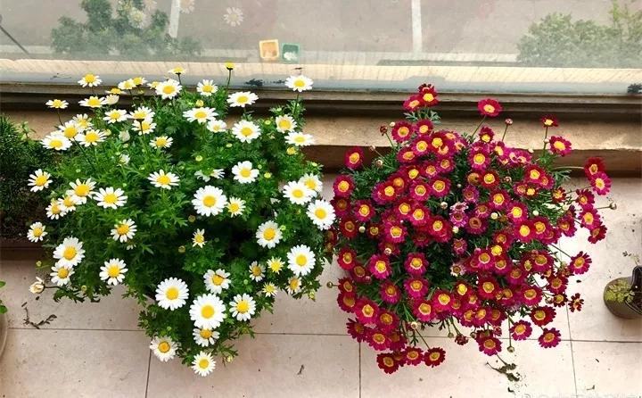 刚到家的花很好没多久就黄叶,买回来的花很快就蔫的原因