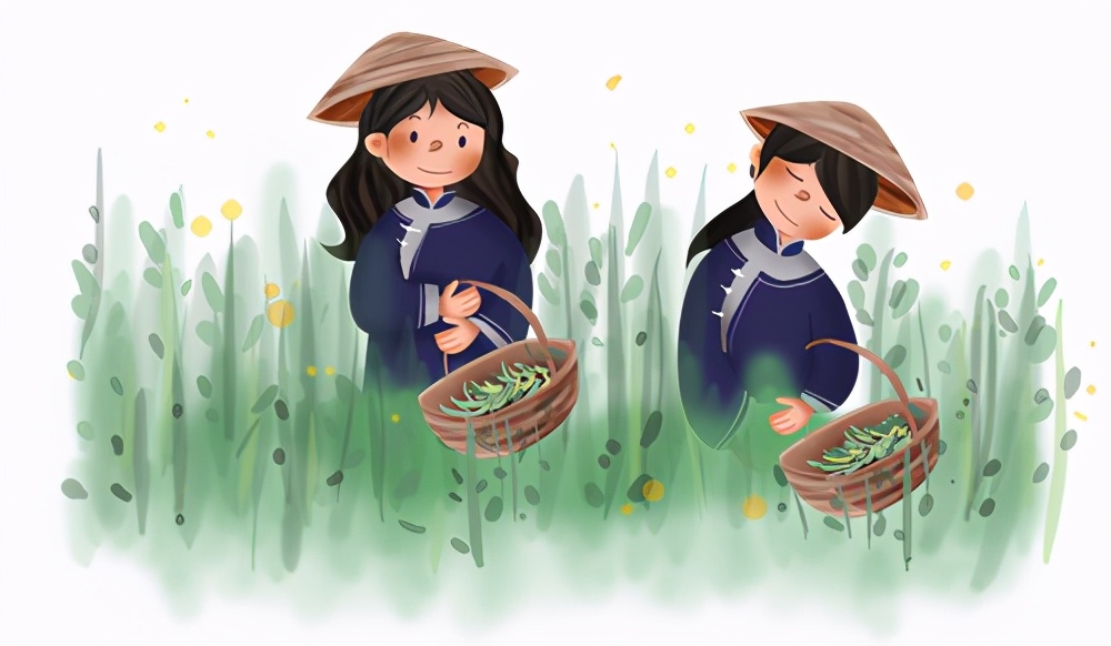 毛峰茶鹤峰茶,鹤峰茶明前茶