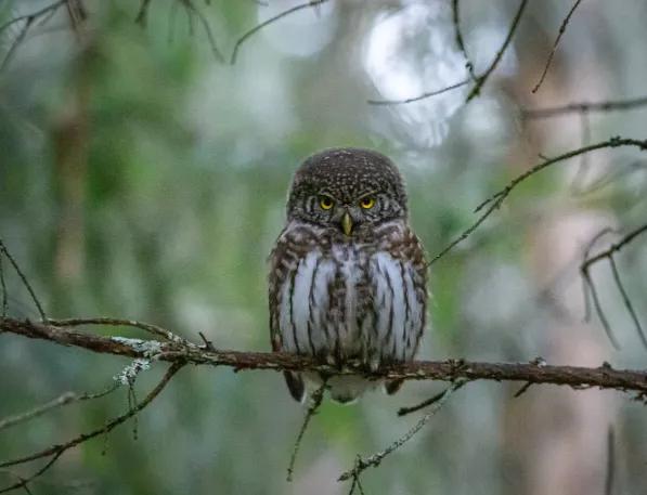 鸟汉字学习,鸟字的象形识字法
