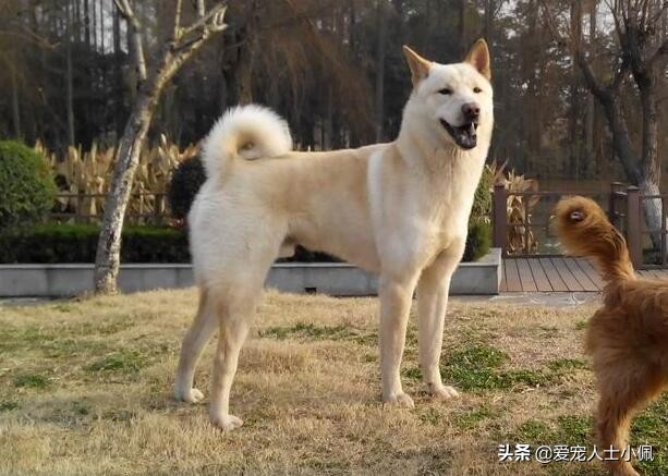 狗狗缺钙的表现怎么治疗,怎么看狗狗缺钙不缺钙