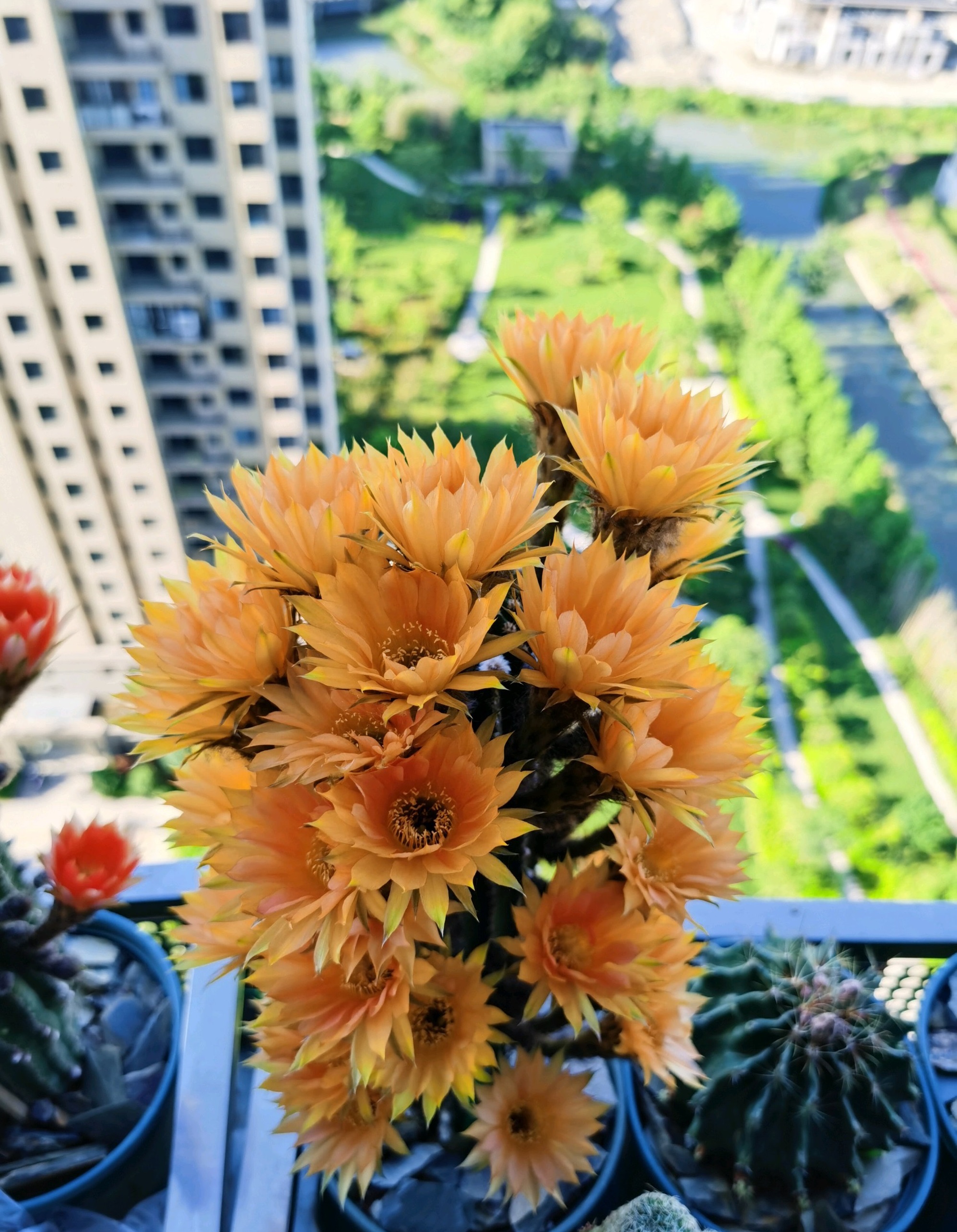 春天养仙人球，养棵黑金刚吧，号称开花劳模，花大美丽，香气馥郁