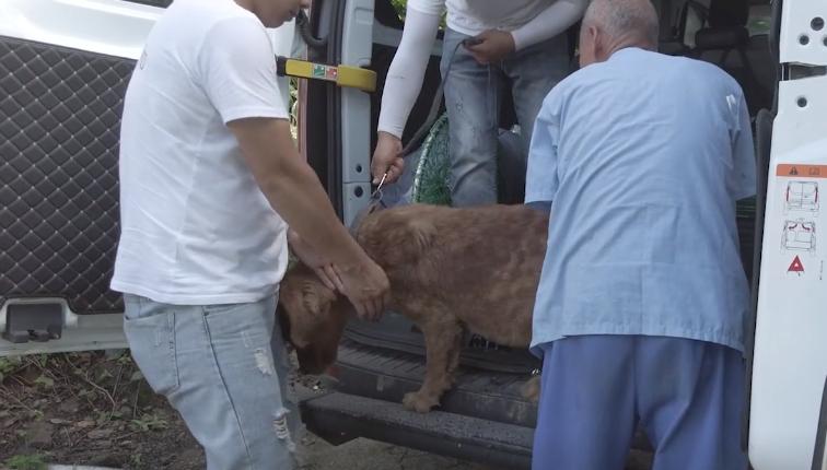 被救助的金毛弃养犬,被领养的金毛怎么处理最好