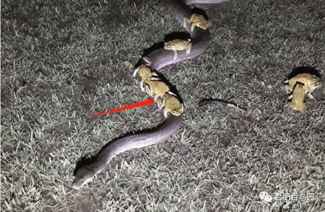 祝大家初五迎财神迎幸福,祝家人和朋友们初五迎财神