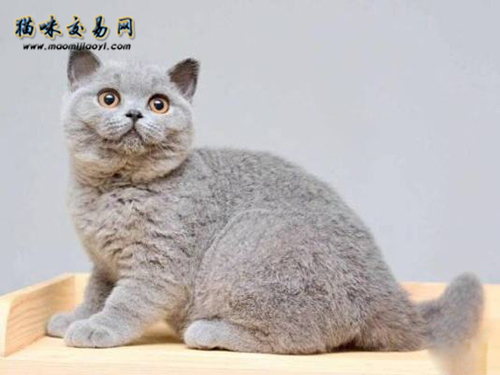 纯种英国蓝猫母猫多少钱,纯种英国短毛银渐层猫价格