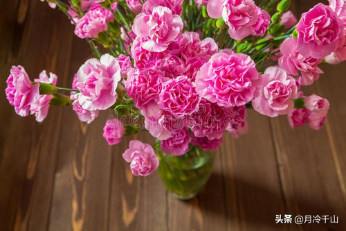 康乃馨的花语寓意为热情,什么颜色康乃馨花语寓意着尊敬