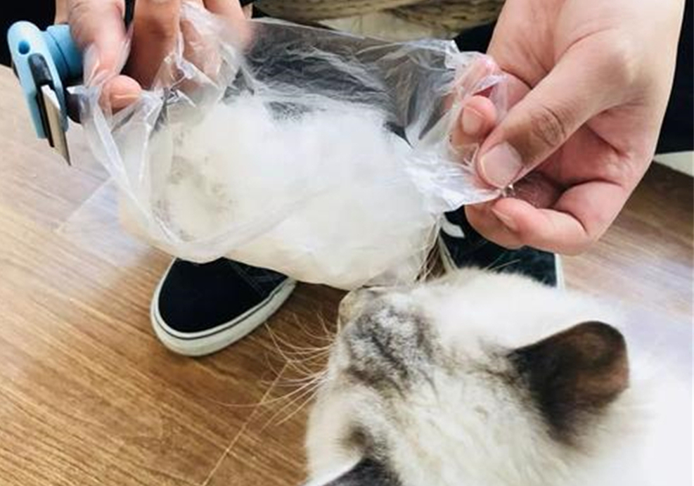 猫咪毛发会因为长大改变,猫咪秃头怎么回事