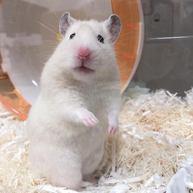 铲屎官给仓鼠吃东西,铲屎官把猫的孩子扔了