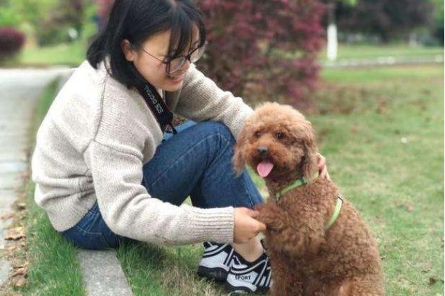 养一只泰迪犬一个月花多少钱,领养泰迪犬怎么养才听话