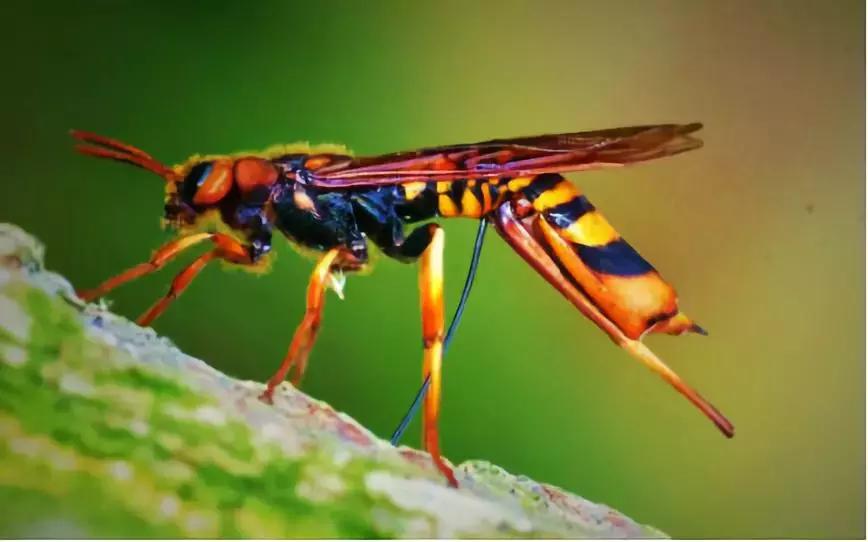 被野蜂蛰了叫什么蜂,被蜜蜂蛰了一下你猜是什么蜂