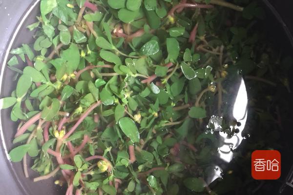 马齿苋蒸菜馍怎样不发酸呢,马齿苋的各种吃法和做法