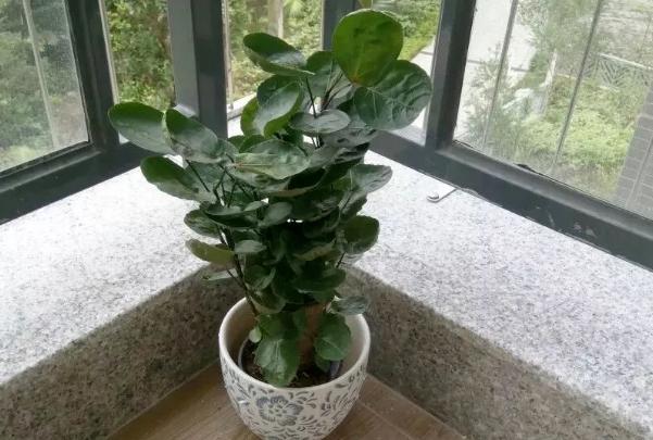 金钱兜寓意代表什么,金钱兜吉利吗