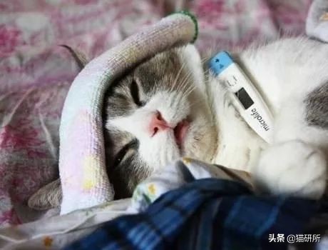 怀疑猫咪身上有虫怎么检查,怀疑猫咪中毒应做什么检查