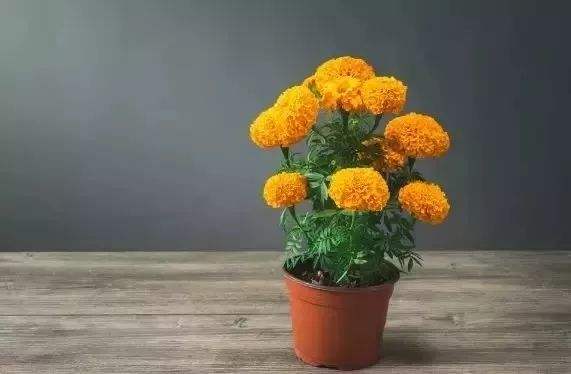 100种漂亮的夏花图片,30种夏花图片大全