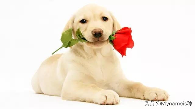 灞炵浉澶╁懡,澶╁懡灞炵浉