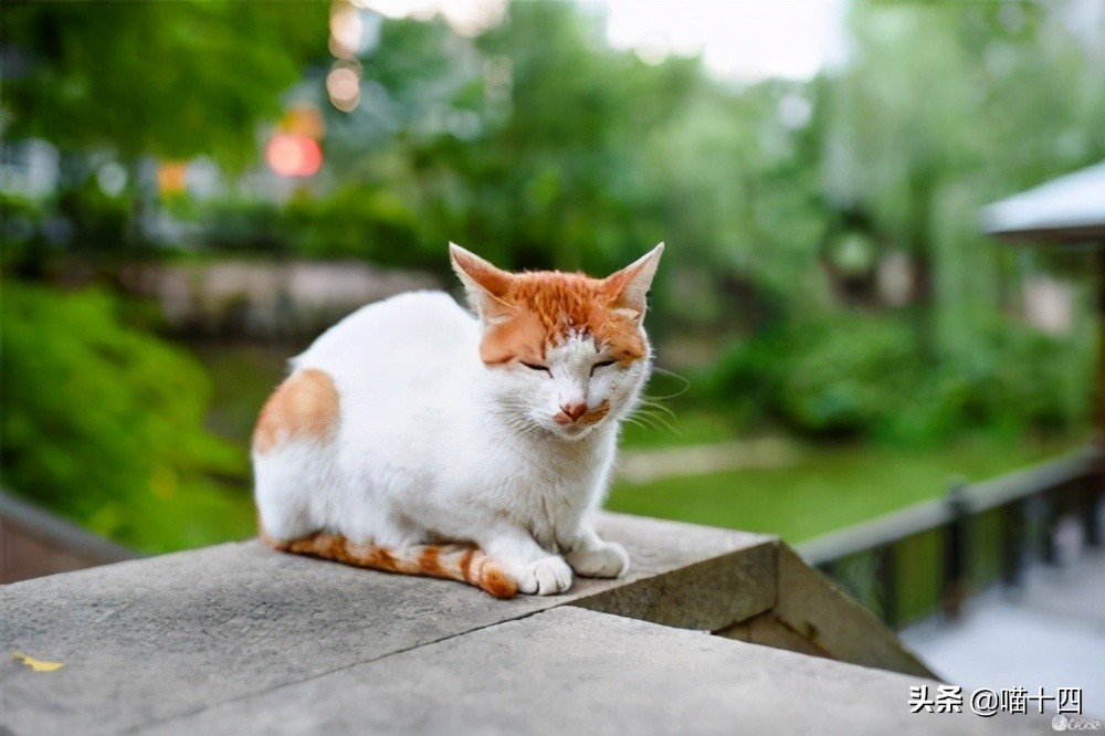 别让宠物医院榨干铲屎官的钱包——小毛病,不求人「外创篇-下」