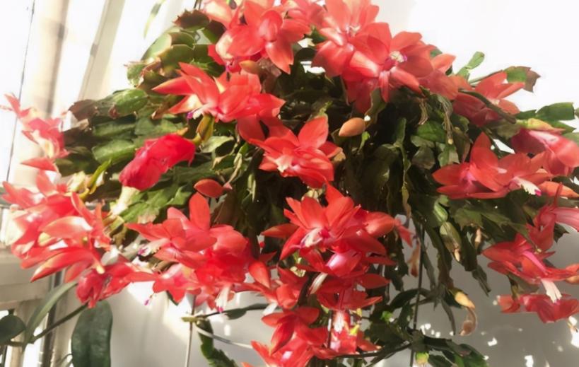 养花黄豆肥怎么做不臭,家里用黄豆怎样自制养花营养肥