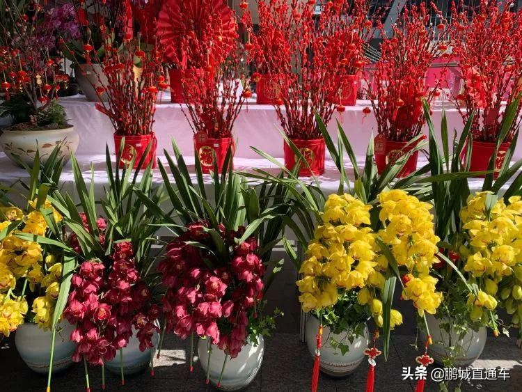 年宵花争奇斗艳价格亲民惹人爱,春节临近年宵花热销新品种受青睐