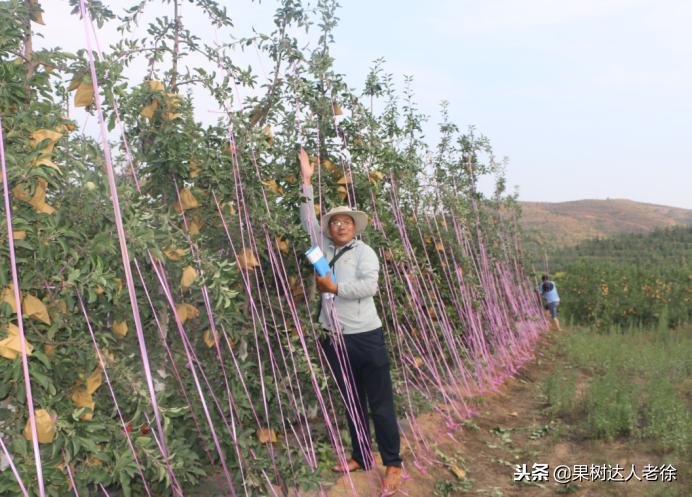 图说果树,自由纺锤形果树整形修剪视频