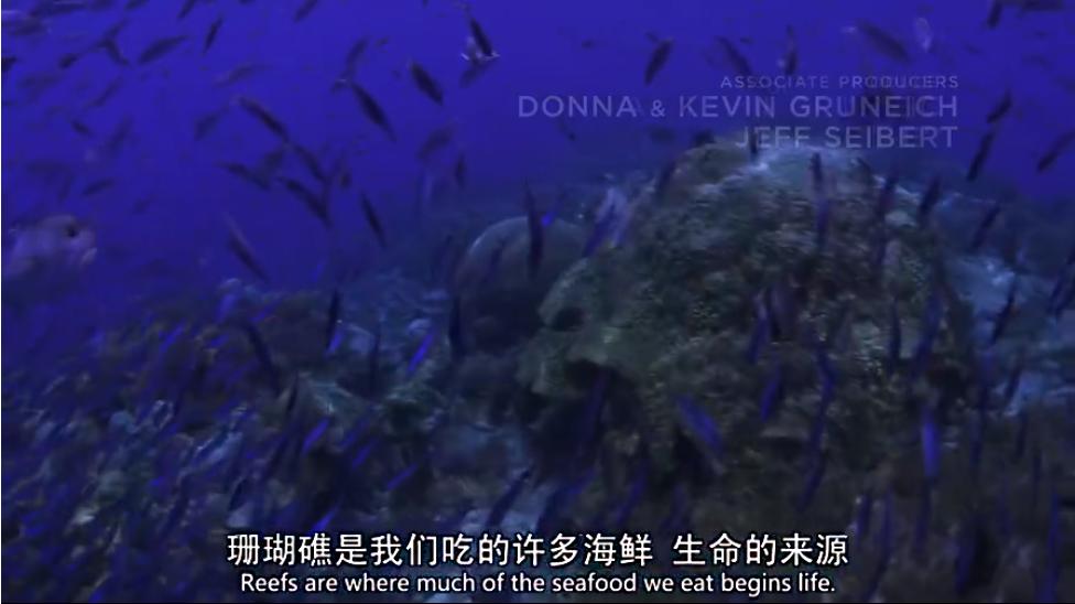 为什么海洋里的珊瑚多种多样,珊瑚为什么这么多形状和颜色