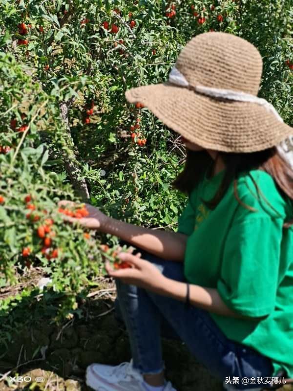 宁夏枸杞细节,宁夏的枸杞苦怎么回事