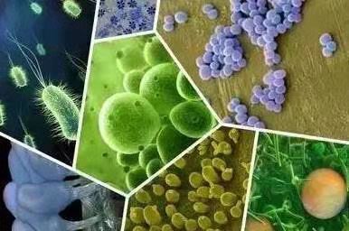 三分钟搞明白枯草芽孢杆菌的作用，“以菌治菌”防治土壤重茬病害