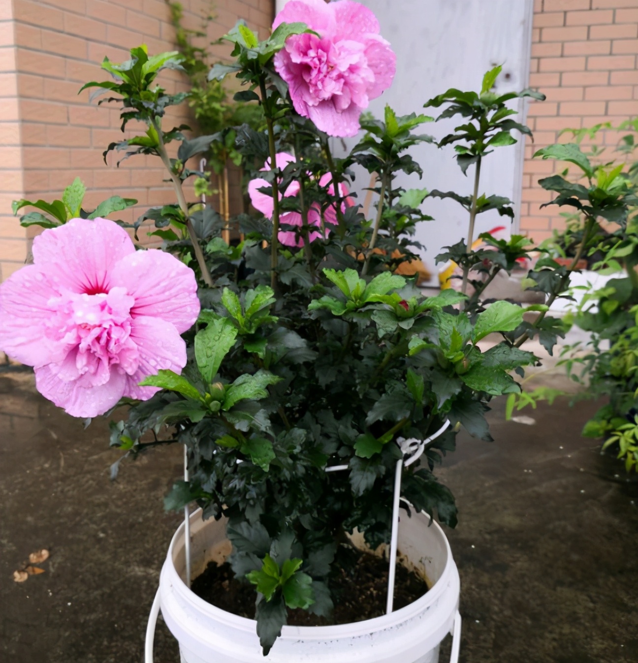 老中医喜欢十大食材,老中医五种食物养生100岁