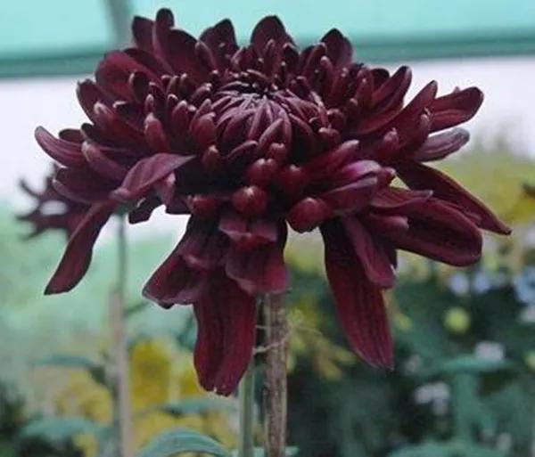 喜欢菊花有啥说法吗,喜欢菊花的人多吗