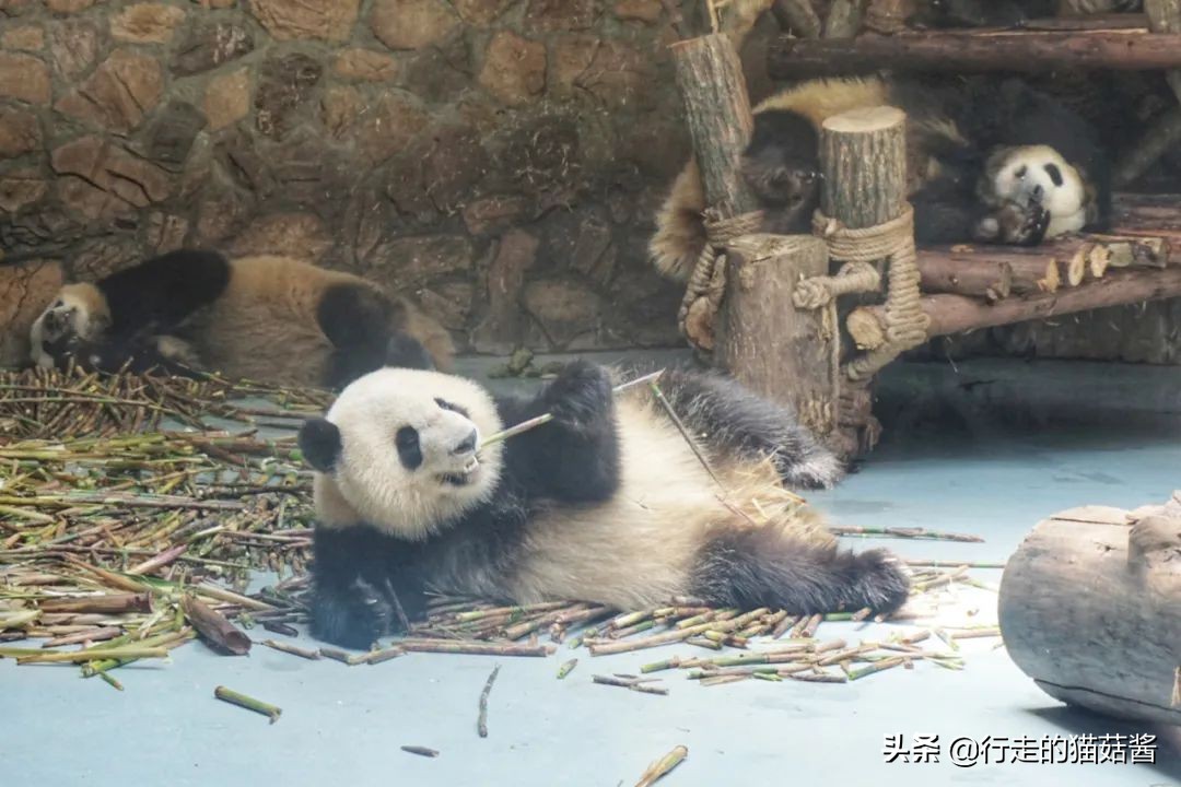 成都，为了吃值得专程来一趟，6处必打卡景点+当地人都爱的美食