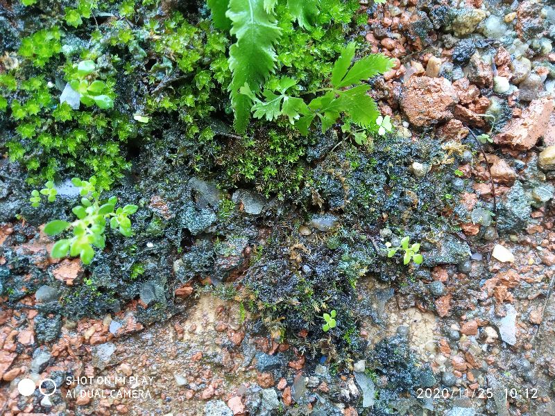 苔藓发黄发黑腐烂怎么样治,苔藓发黑怎么快速恢复正常