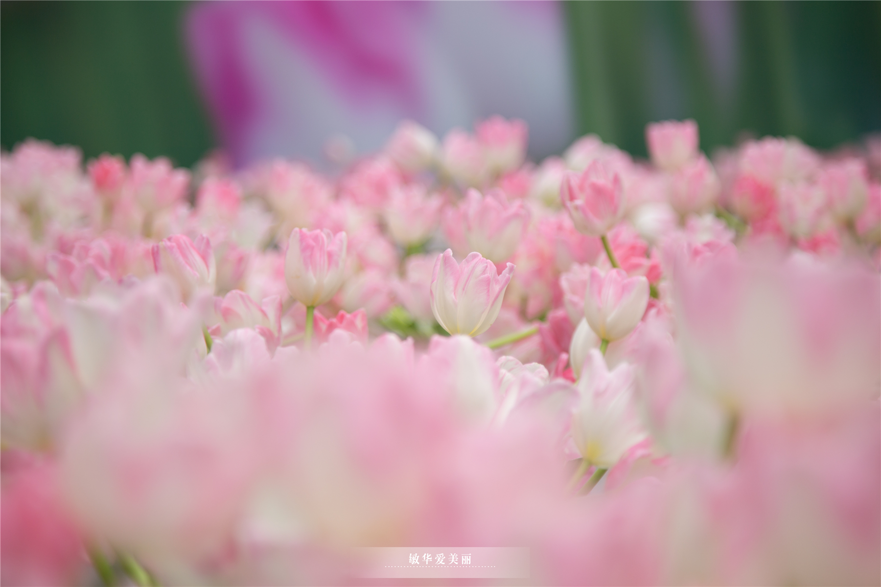 百万葵园攻略地图大全,百万葵园游玩注意事项