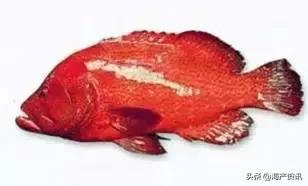 海洋科普世界上都有什么鱼,十种受欢迎的海鲜鱼类
