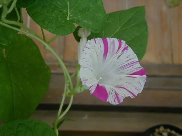 牵牛花到处游,牵牛花随便种