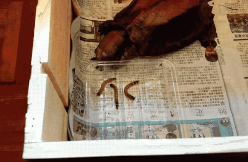 八角灵龟是不是保护动物,锯缘龟八角灵龟