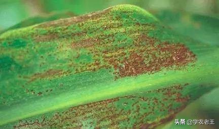 玉米锈病如何治,玉米锈病用什么药防治最好