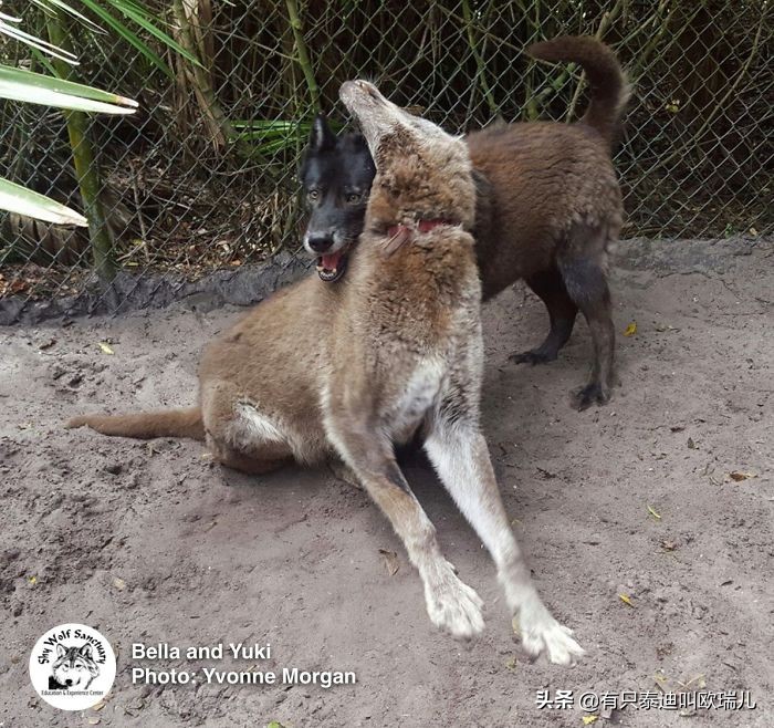 狼犬被嫌弃,被遗弃的大狼犬