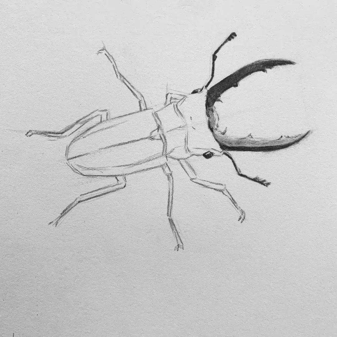 素描昆虫螳螂,甲壳虫素描图片简单画法