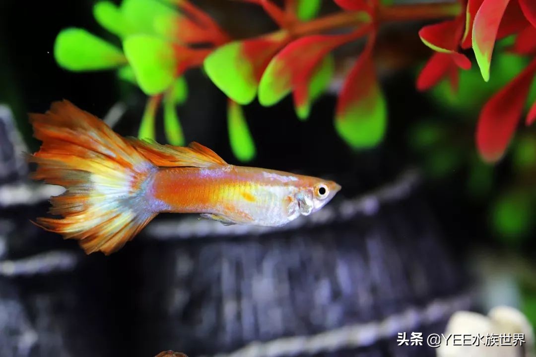 反气举多久能建立硝化系统,反气举可以培养硝化菌吗