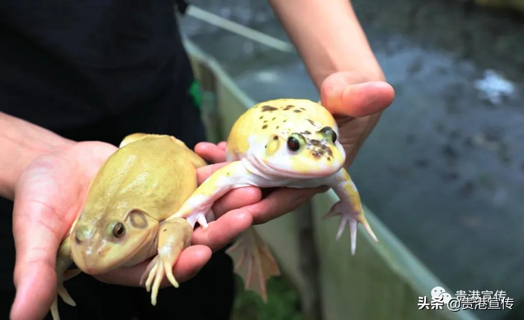 厉害藤县成功签约26亿元项目,厉害这个村凭一条虾走上了致富路